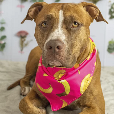 Bandana Dupla Face Bananas