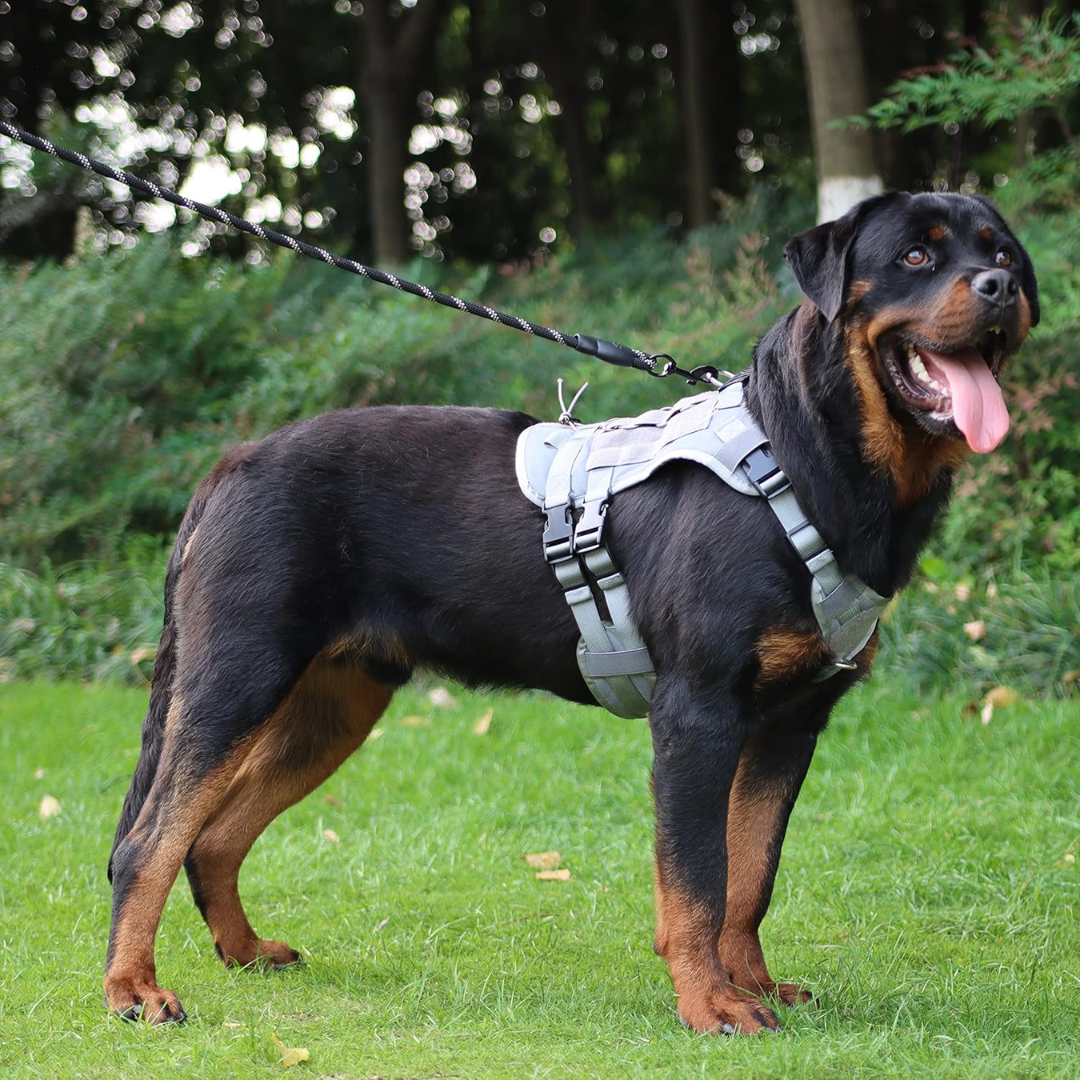 Peitoral Porte Grande Cinza + Guia e Bolsa