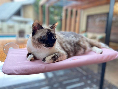 Cama De Janela Suspensa Com Ventosa Para Gatos - Até 15kg