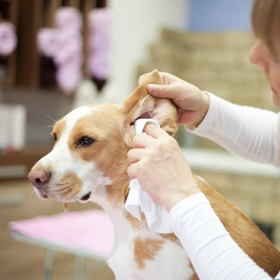 Lenço Umedecido Macho 75 UND