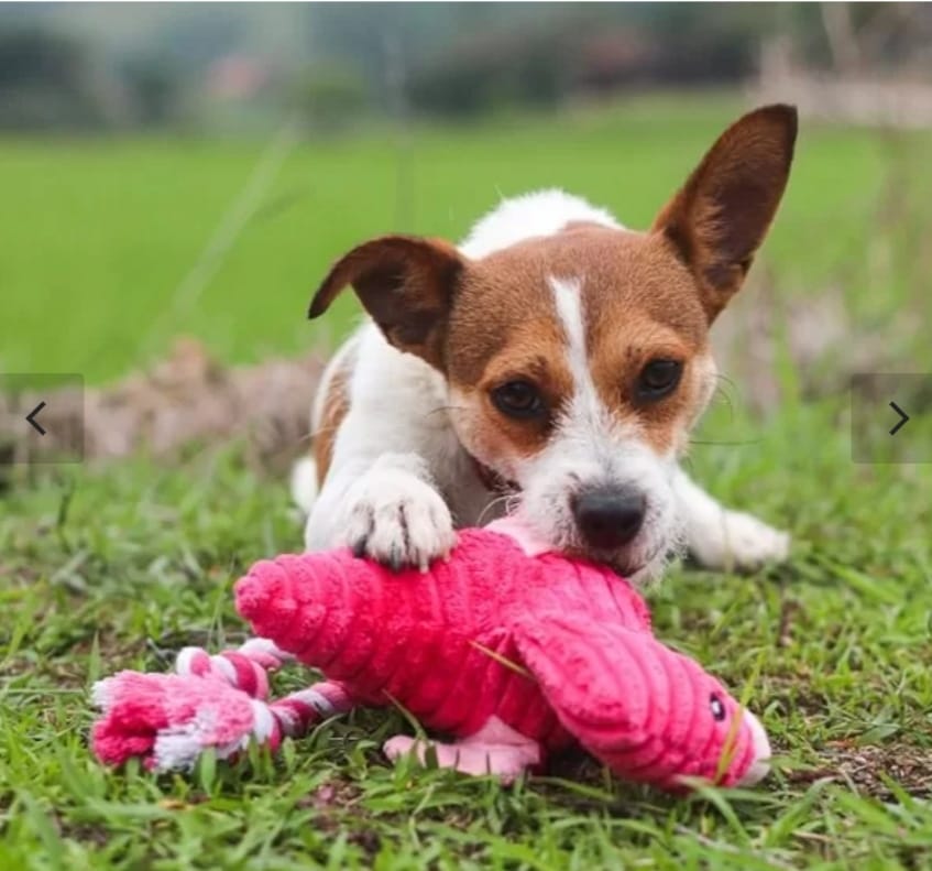 Flamingo Pelúcia Com Som e Corda