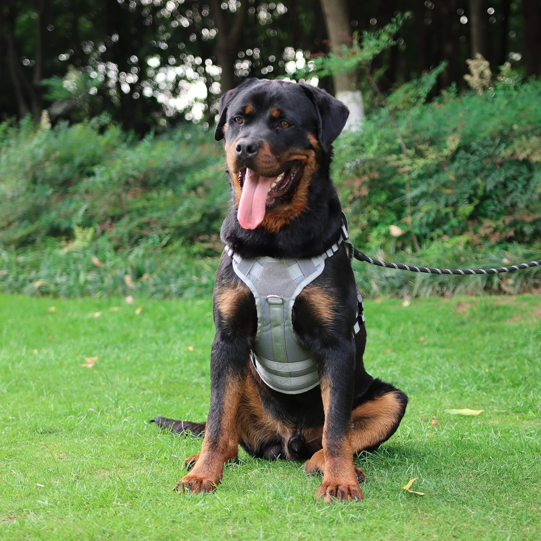 Peitoral Porte Grande Cinza + Guia e Bolsa