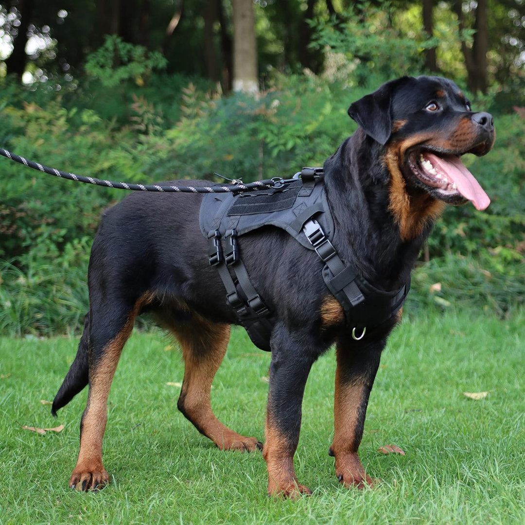Peitoral Porte Grande Preto + Guia e Bolsa