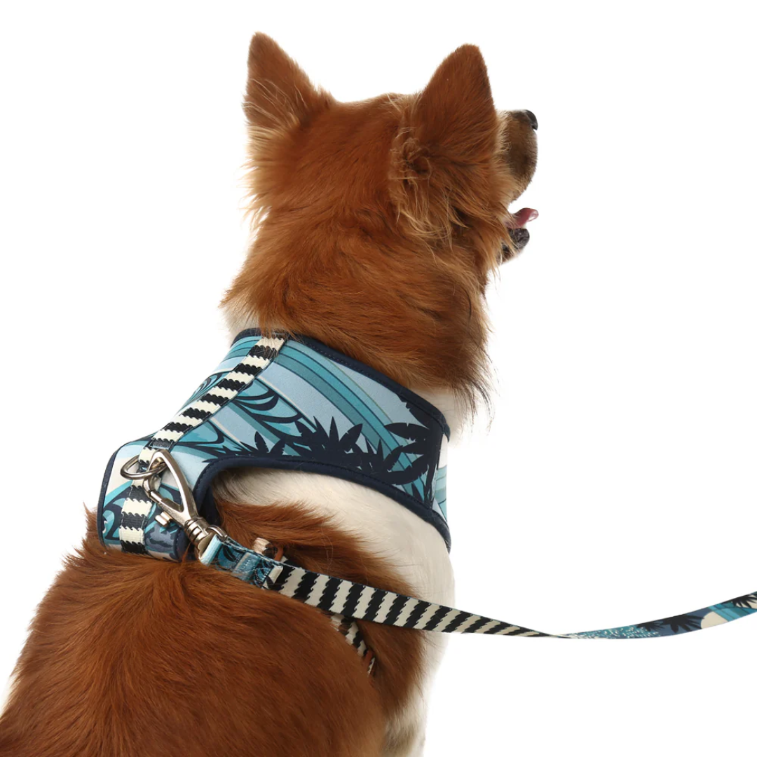 Peitoral Neocomfy e Guia Noronha G