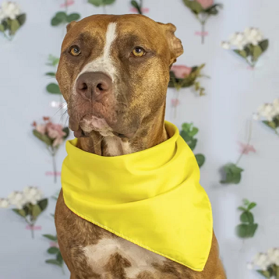 Bandana Dupla Face Bananas