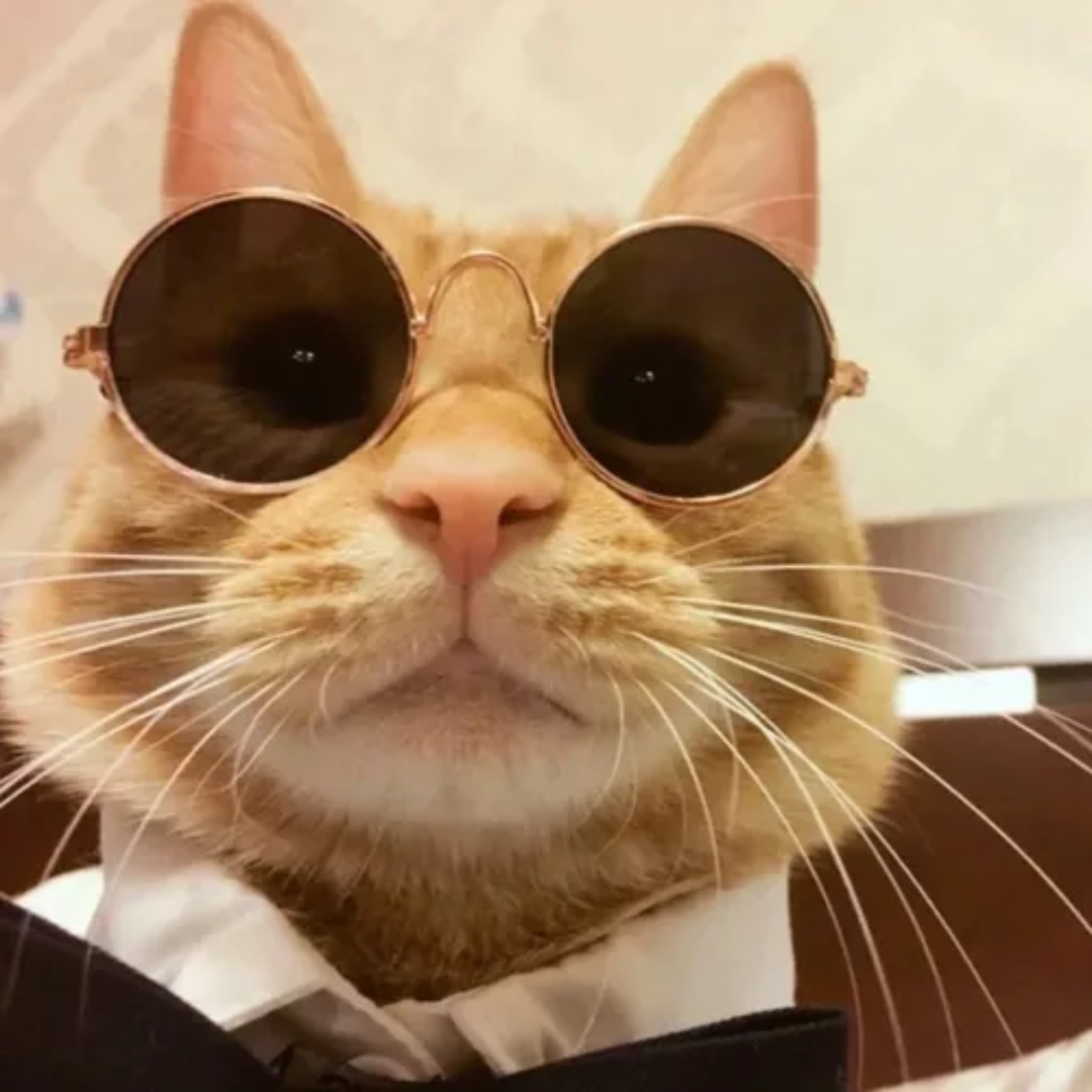 Óculos de Sol Redondo Pet