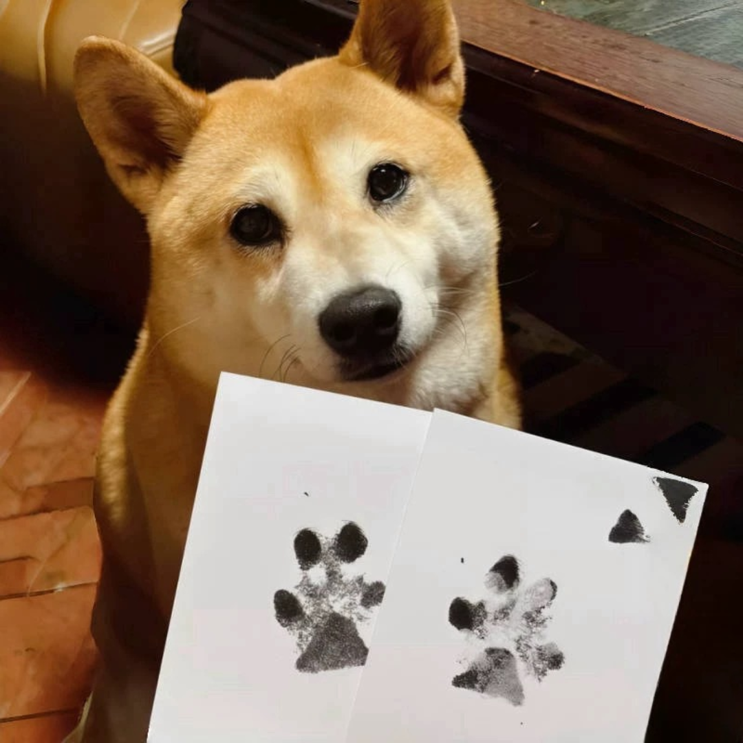 Kit Tinta + Porta Retrato Pata Pet