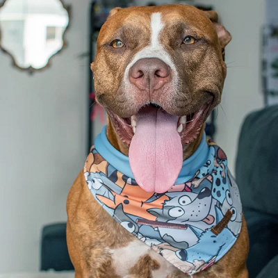 Bandana Dupla Facel Cartoon Colorido