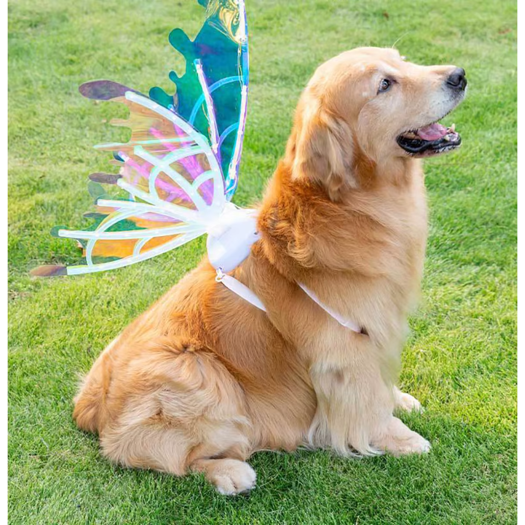 Asa de Borboleta Pet