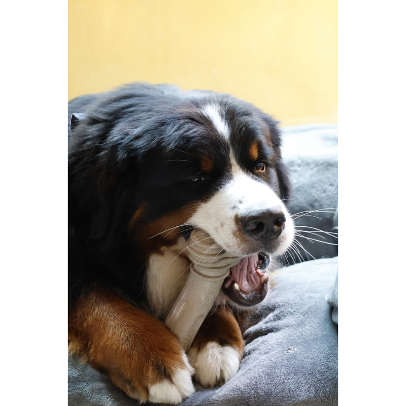 Ossão Gigante - 23 cm