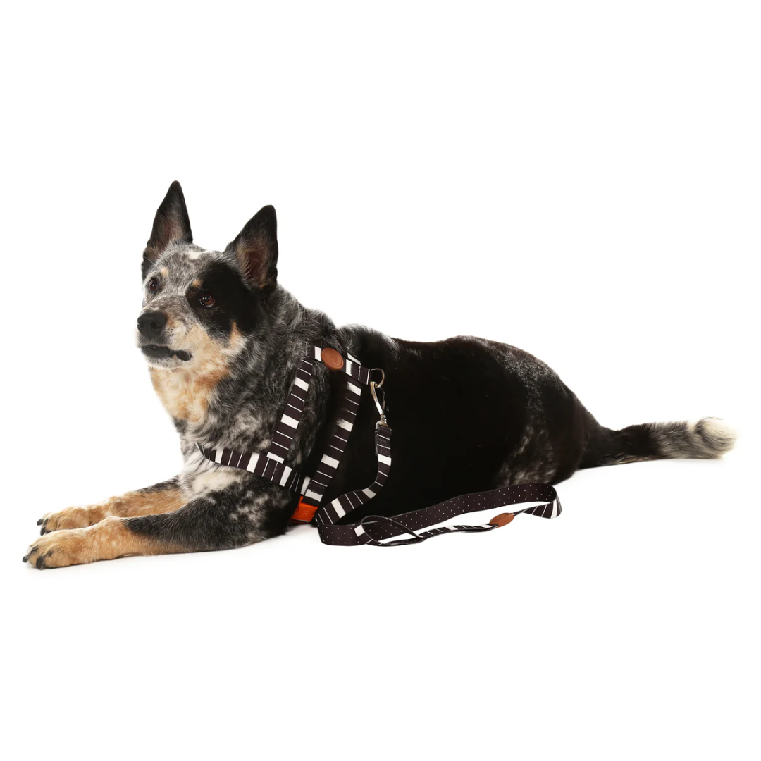 Peitoral Tradicional e Guia Eclipse PP