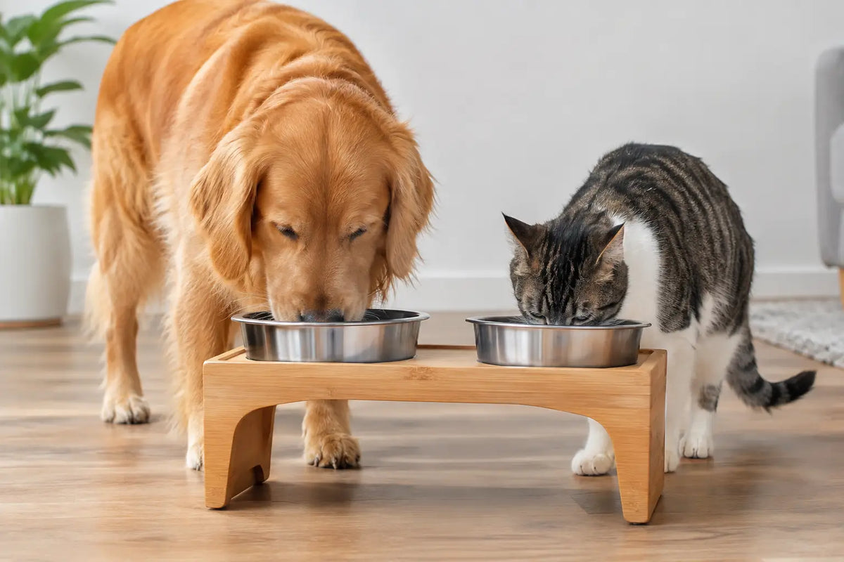 Como escolher comedouro elevado para seu pet
