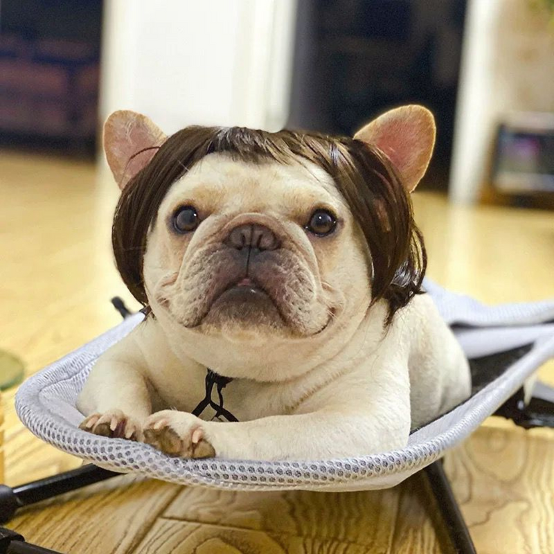 Cabelo Pet