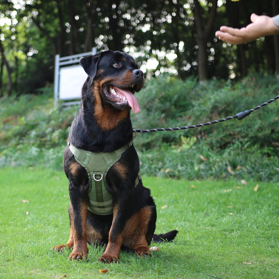 Peitoral Porte Grande Verde + Guia e Bolsa