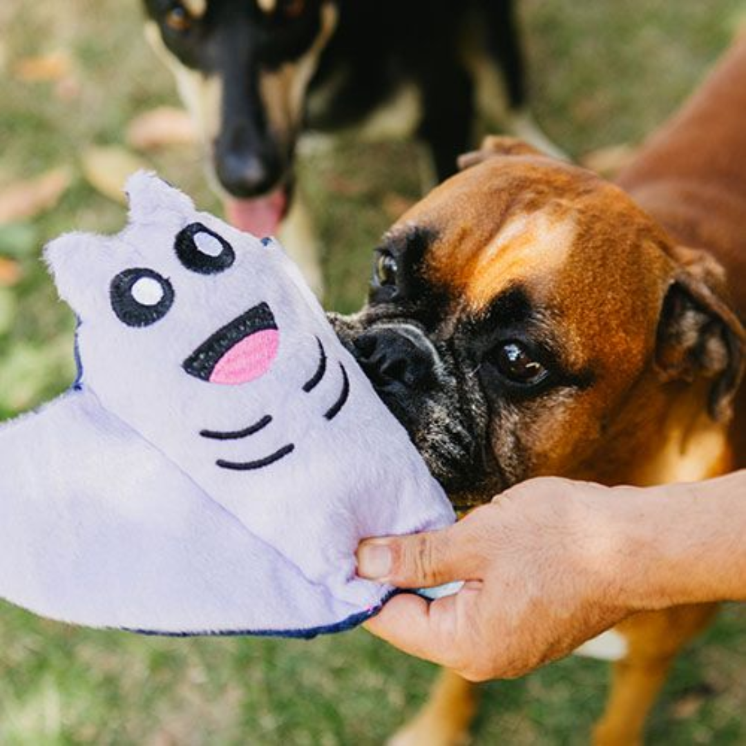 Claudia, a Arraia - P - Pelucia - Petiko