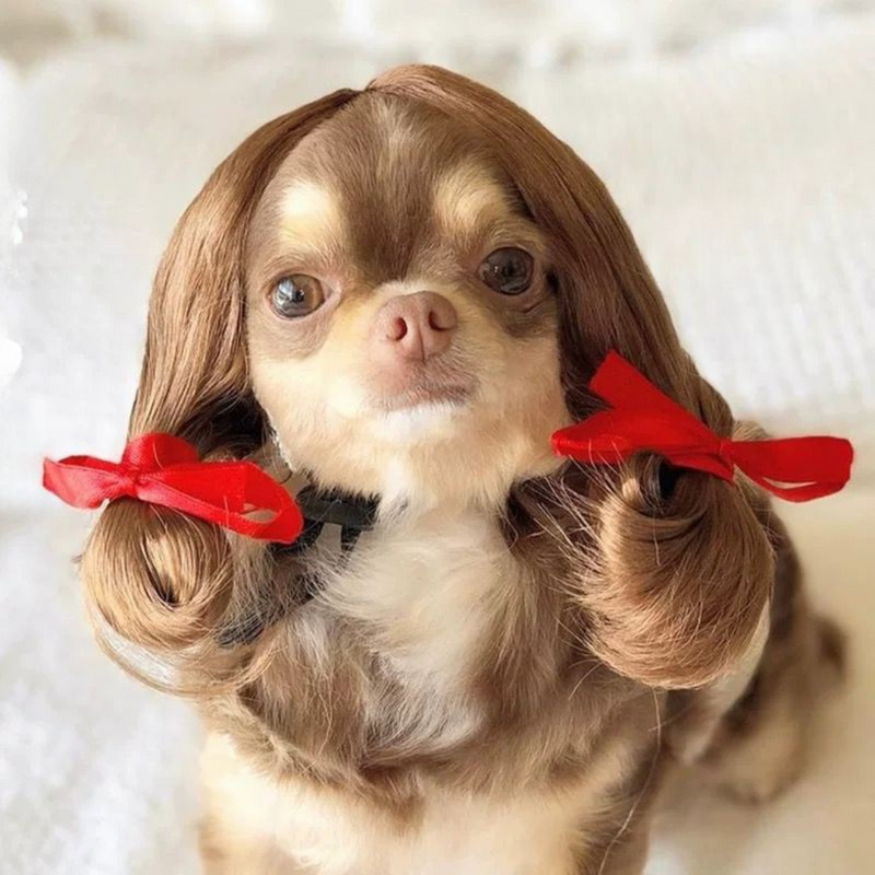 Cabelo Pet