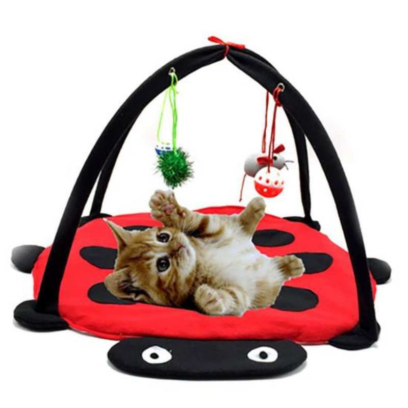 Cabana Interativa Gatos