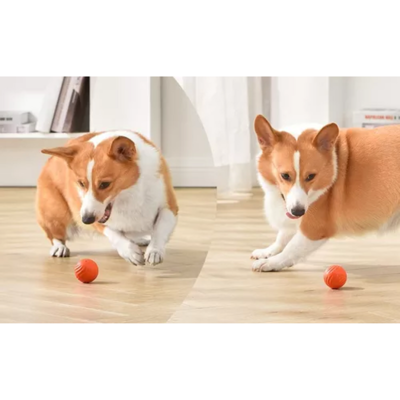BOLA MOTION PULA-PULA PEQUENA LARANJA CAES