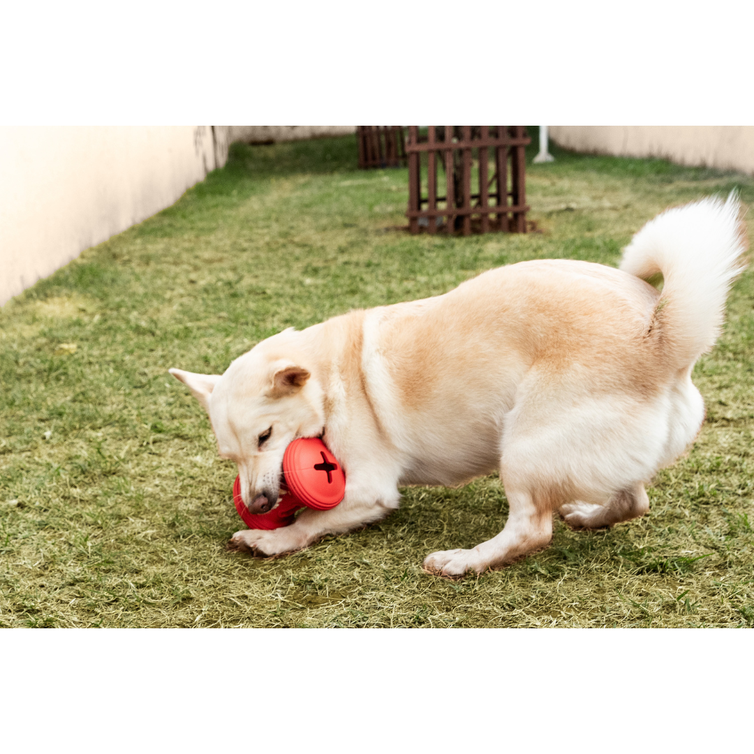 GIRA SNACK - ROLLER (S)