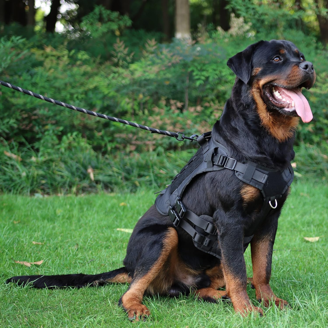 Peitoral Porte Grande Preto + Guia e Bolsa