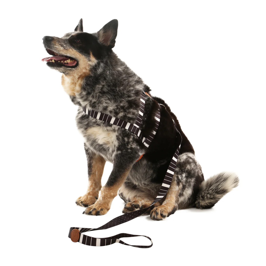 Peitoral Tradicional e Guia Eclipse M