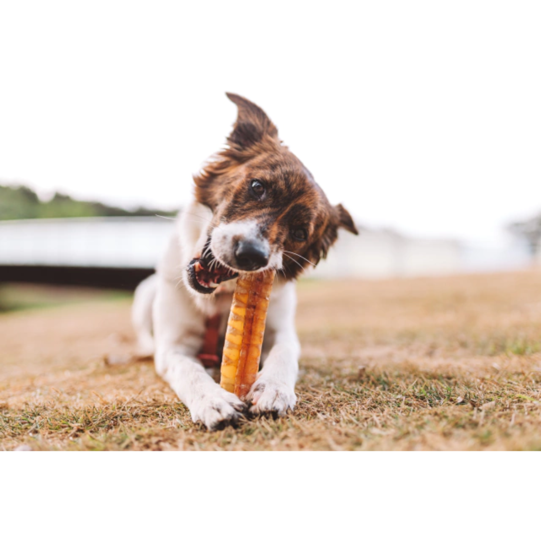 CrockSnack- Tubinho - Traquéia Bovina