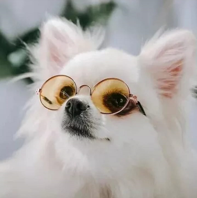 Óculos de Sol Pet