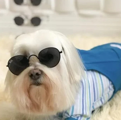 Óculos de Sol Pet