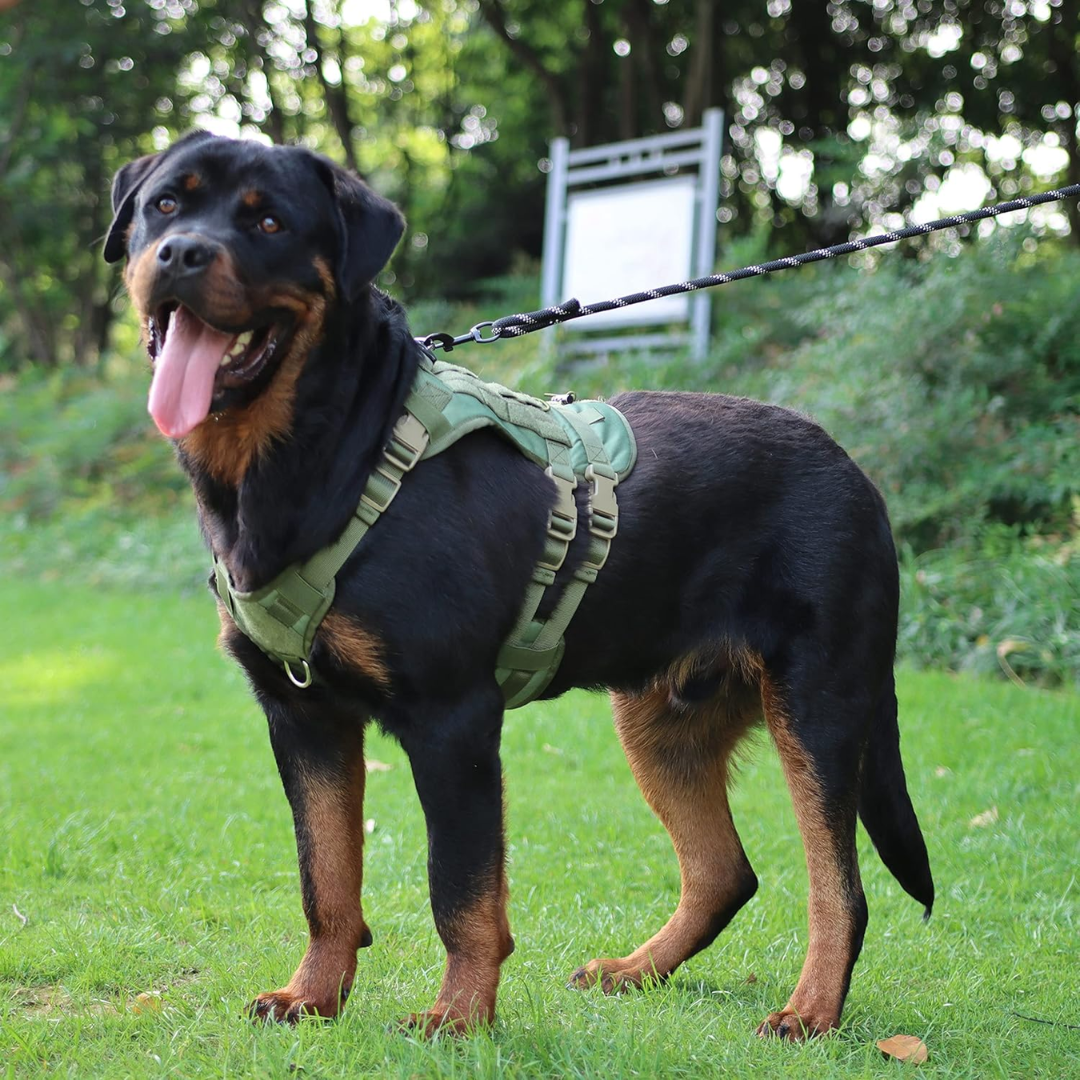 Peitoral Porte Grande Verde + Guia e Bolsa