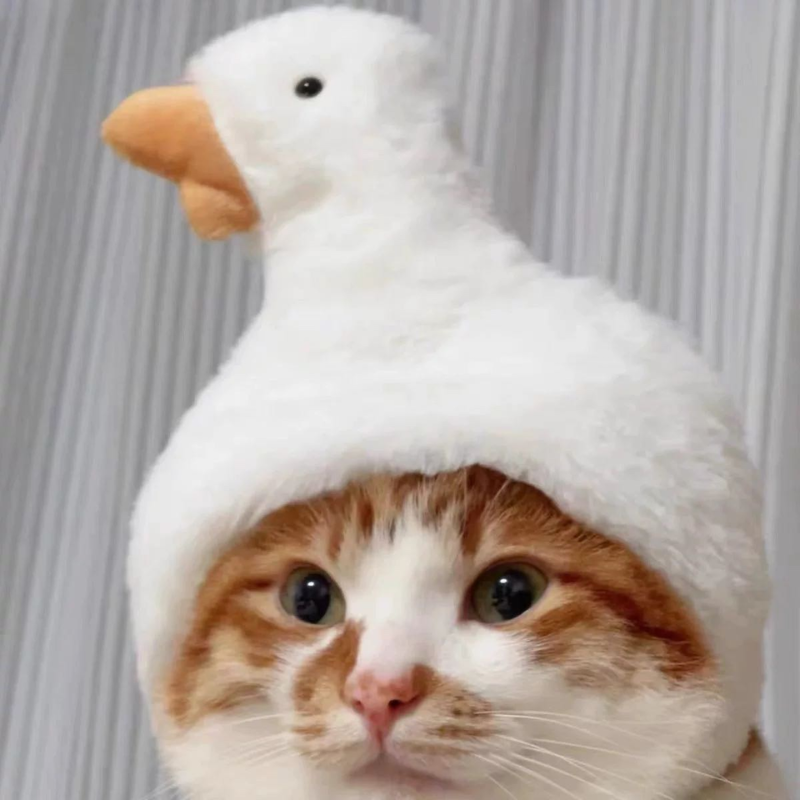 Touca de Patinho