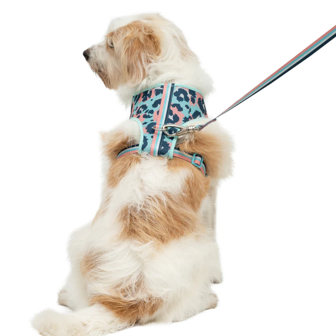 Peitoral Neocomfy e Guia Savana PP