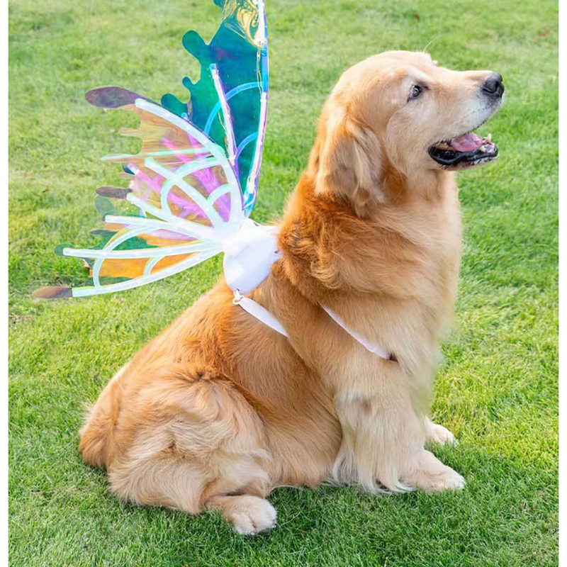 Asa de Borboleta Pet