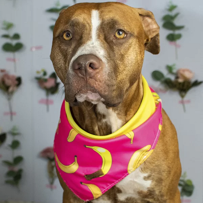 Bandana Dupla Face Bananas