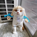 Cabelo Pet