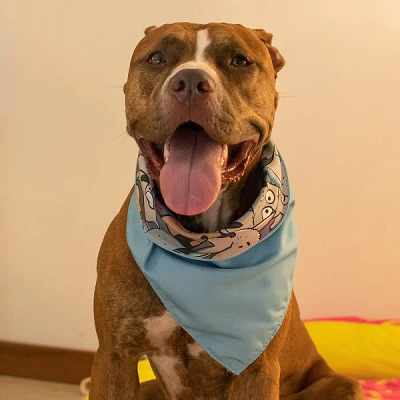 Bandana Dupla Facel Cartoon Colorido