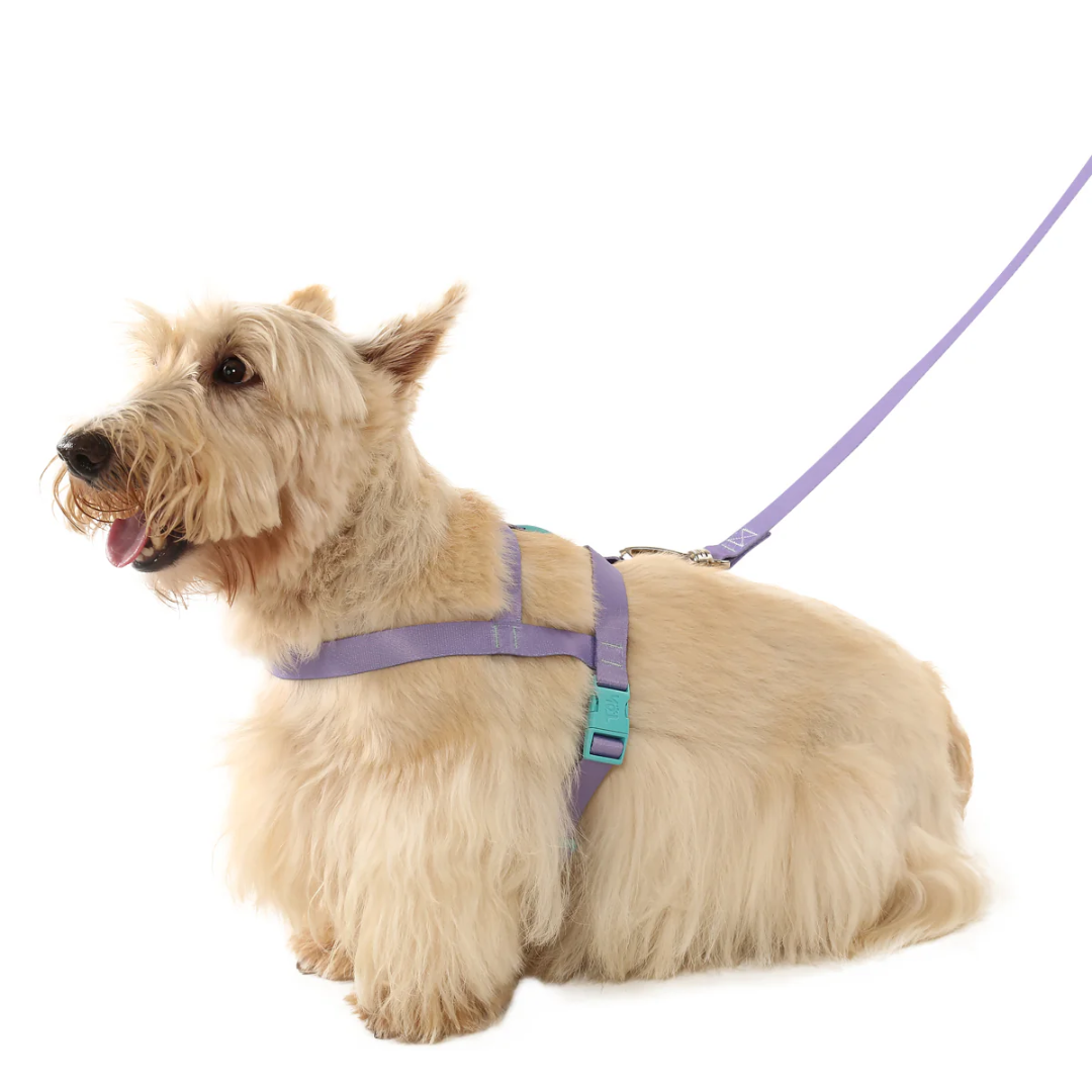 Peitoral Tradicional e Guia Lilas P